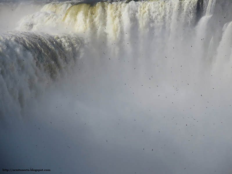 Cypseloides senex IMG_1056.JPG