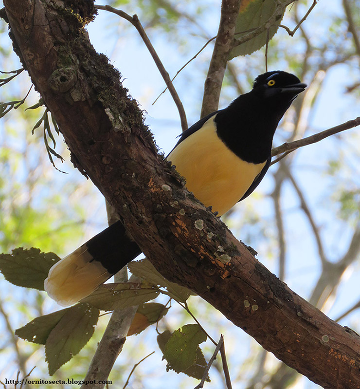 Cyanocorax chrysops IMG_1212.JPG