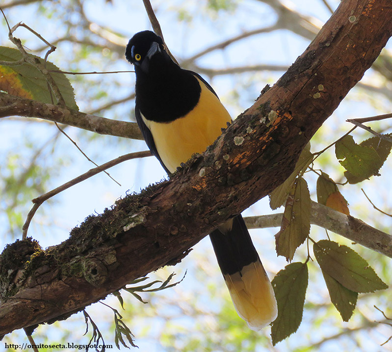 Cyanocorax chrysops IMG_1213.JPG