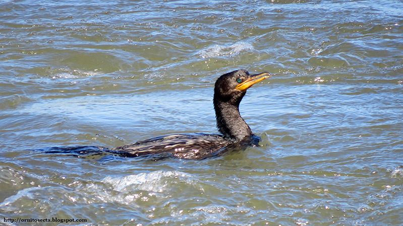 Phalacrocorax brasilianus IMG_1229.JPG