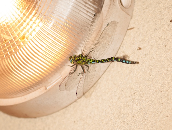 2016-08-30 Sarlat - Aeshna cyanea 2.jpg