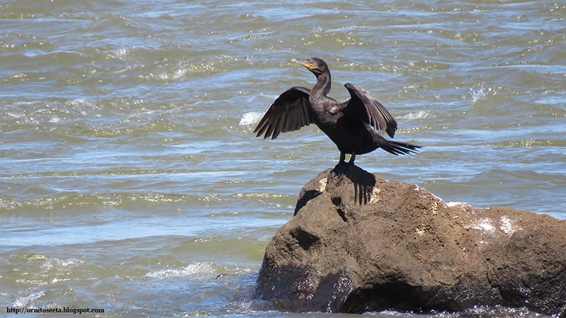 Phalacrocorax brasilianus IMG_1246.JPG