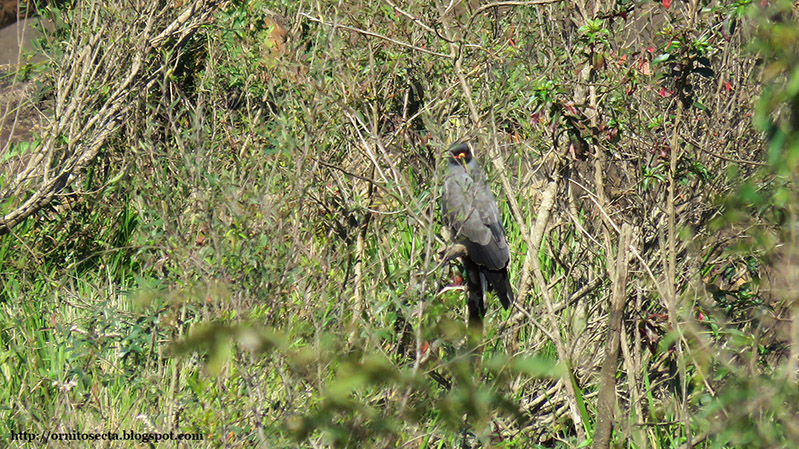 Rostrhamus sociabilis IMG_1193.JPG