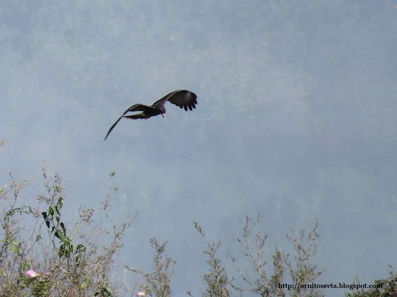 Rostrhamus sociabilis IMG_1249.JPG