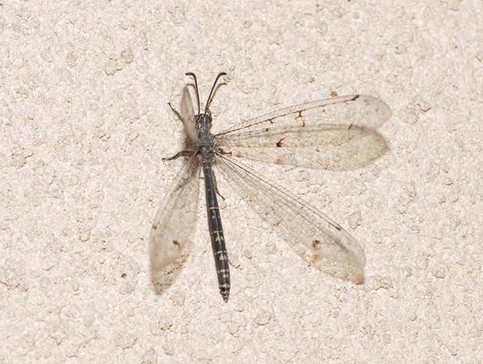 2016-08-30 Sarlat - Hormiga leoacuten.jpg