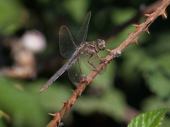 2016-08 Morcuera - orthetrum sp 10.jpg