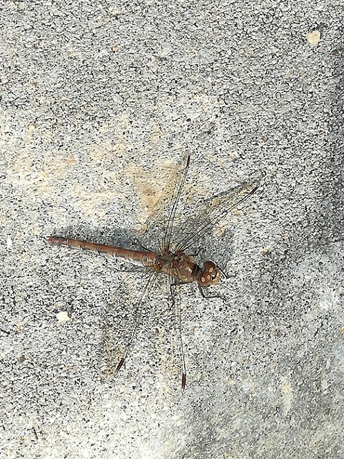 2016-10 Casa - Sympetrum.jpg