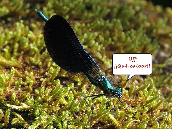 IMG_6117 libélula foo.jpg