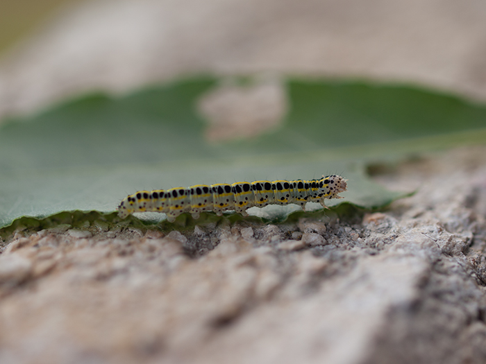 2016-06-15 Casa - oruga.jpg