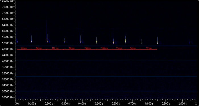 Pipistrellus pygmaeus.png