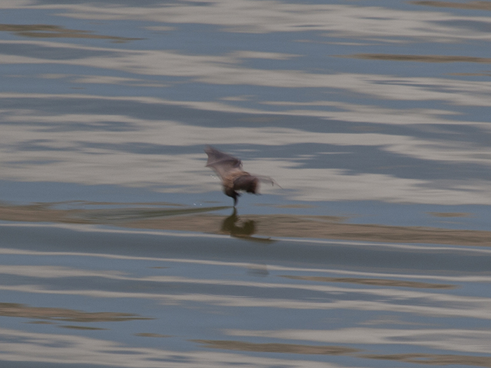 Murcieacutelago 2.jpg